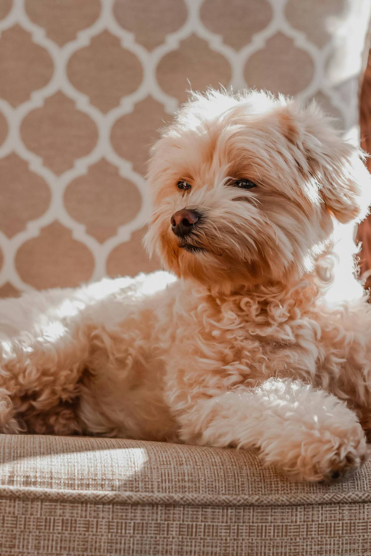 maltipoo leży na beżowej kanapie zrelaksowany.